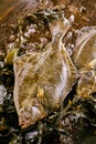 Large halibut flatfish on melting ice