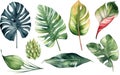 Large hand drawn watercolor tropical plants set, monstera on an isolated white background, watercolor illustration, Generative AI Royalty Free Stock Photo