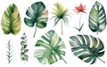 Large hand drawn watercolor tropical plants set, monstera on an isolated white background, watercolor illustration, Generative AI Royalty Free Stock Photo