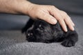 Large hand of pet owner stroking small dog