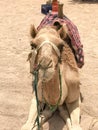 A large handsome beige strong majestic camel, an exotic trained animal with a fabric light bridle on its muzzle sits on hot yellow