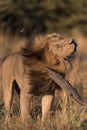 A large, handsome male lion shaking his head and mane in Savute, Botswana.