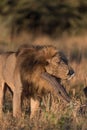 A vertical, colour photograph of a male lion, Panthera leo, scratching in golden side light in Savute, Botswana. Royalty Free Stock Photo