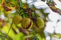 Chestnut fruit ripening on the tree.