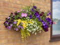 Large hanging basket of flowers with a wide range of colors for Royalty Free Stock Photo