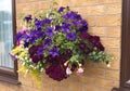 Large hanging basket of flowers with a wide range of colors for Royalty Free Stock Photo