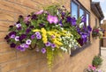 Large hanging basket of flowers with a wide range of colors for Royalty Free Stock Photo