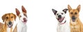 Large Happy Dogs White Web Banner Royalty Free Stock Photo