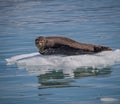 Large harbor seal rests on a chunk of floating iceÃ¯Â¼Å½