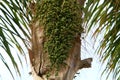 Dates ripen on a palm tree in northern Israel