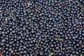 Large harvest of organic grown Blackcurrant or cassis fruits in a basket displayed for sale at a street food market, beautiful Royalty Free Stock Photo