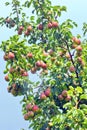 Large harvest of pears hanging on the tree. Royalty Free Stock Photo