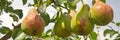 Large harvest of pears hanging on the tree. Royalty Free Stock Photo