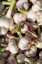 Large harvest of ripe garlic