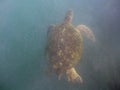 A large Hawaiian turtle can be seen swimming in water filled with small bits of debris