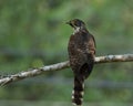 Large hawk-cuckoo (Hierococcyx sparverioides) the eagle hawk wit Royalty Free Stock Photo
