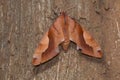 A large Hawk moth found in forests of Kanger Ghati National Park Royalty Free Stock Photo