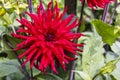 Vivid red flower of a cactus dahlia plant. Royalty Free Stock Photo