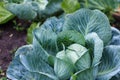 A large head of cabbage in the garden bed Royalty Free Stock Photo