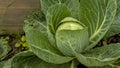 A large head of cabbage in the garden with dew drops