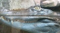 A large head of a crocodile with scary teeth