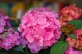Large head of of hydrangea close-up, Bright Pink color, selective focus. Natural hortensia. Vivid floral background Royalty Free Stock Photo