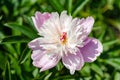 Large head of opened pink peony flower in a summer garden