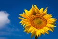 Large head of a yellow sunflower against a dark blue sky. Ukrainian national colors concept Royalty Free Stock Photo