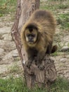 Large headed capuchin monkey specimen