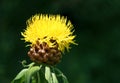 Big-headed Knapweed in the garden