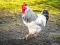 A large healthy free-range cage-free rooster with white and black feathers and red comb walking outside in natural green grass Royalty Free Stock Photo