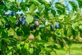 large, healthy, juicy plums ripening on trees in full sun