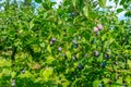 large, healthy, juicy plums ripening on trees in full sun