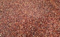 Large heap of red corn seeds. Background and texture