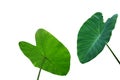 Large heart shaped green leaves of Elephant ear or taro Colocasia species the tropical foliage plant isolated on white