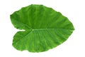 Tree Banana plant leaf, the tropical evergreen vine isolated on white background, clipping path includedLarge heart shaped green l Royalty Free Stock Photo