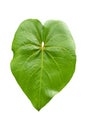 Large heart shaped green leaves of Elephant ear or taro Colocasia species the tropical foliage plant isolated on white backgroun Royalty Free Stock Photo