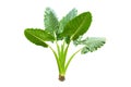 Large heart shaped green leaves of Elephant ear or taro Colocasia species the tropical foliage plant isolated on white