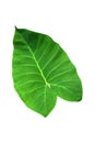 Large heart shaped green leaves of Elephant ear or taro Colocasia species the tropical foliage plant isolated on white