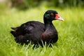 Large heavy bodied Black Muscovy duck sitting in green grass. Generate ai