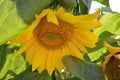 Large Heavy Sunflower