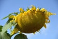 Large Heavy Sunflower