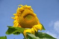 Large Heavy Sunflower