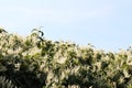 Large hedge of Fallopia japonica Japanese knotweed in bloom Royalty Free Stock Photo