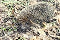 Large hedgehog in the fall leaves close up Royalty Free Stock Photo