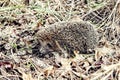 Large hedgehog in the fall leaves close up Royalty Free Stock Photo