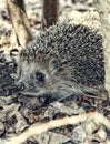Large hedgehog in the fall leaves close up Royalty Free Stock Photo
