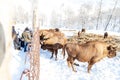 A large herb of brown bison or bull from Wall Street is standing near the metal fence of the fence while eating hay from people