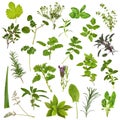 Large Herb Leaf Selection Royalty Free Stock Photo