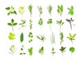 Large Herb Leaf Selection Royalty Free Stock Photo